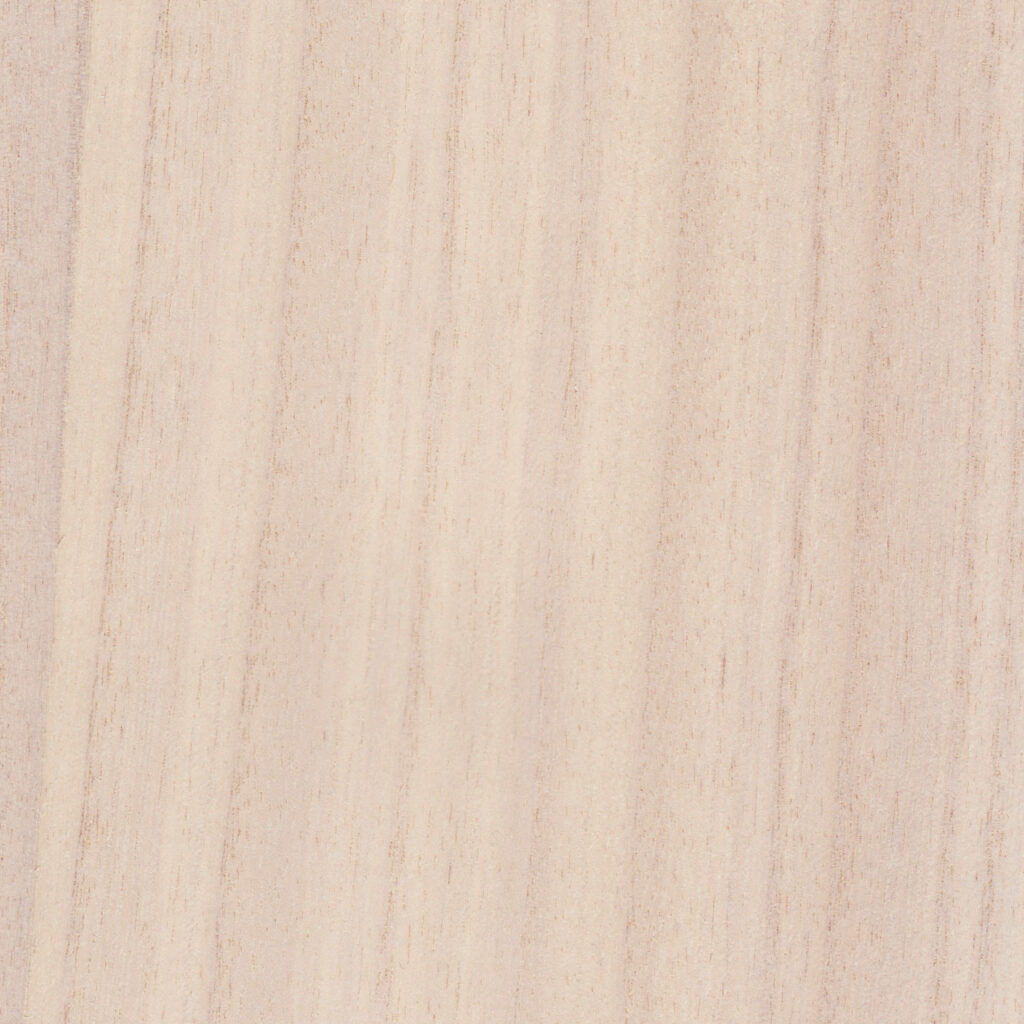 Paulonia MARSHMALLOW  02