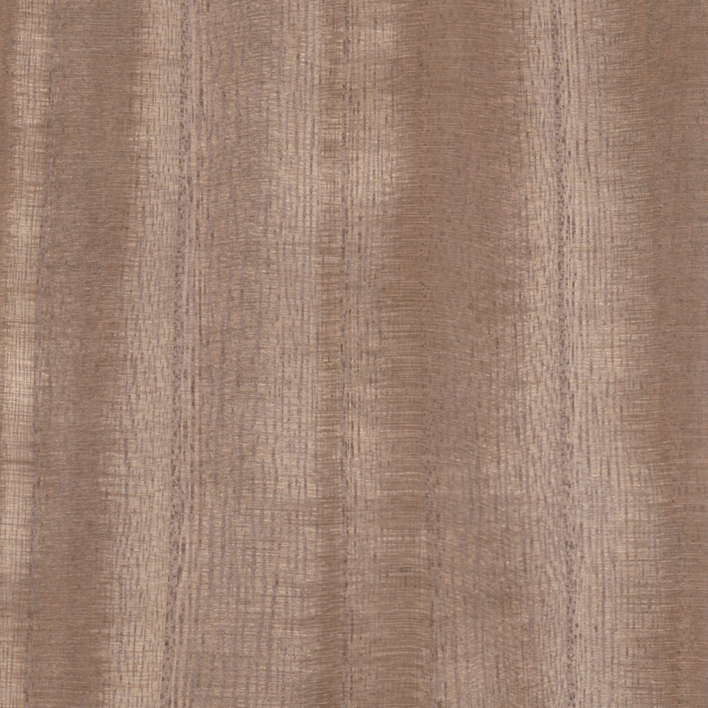 Paulonia BROWN SUGAR  06