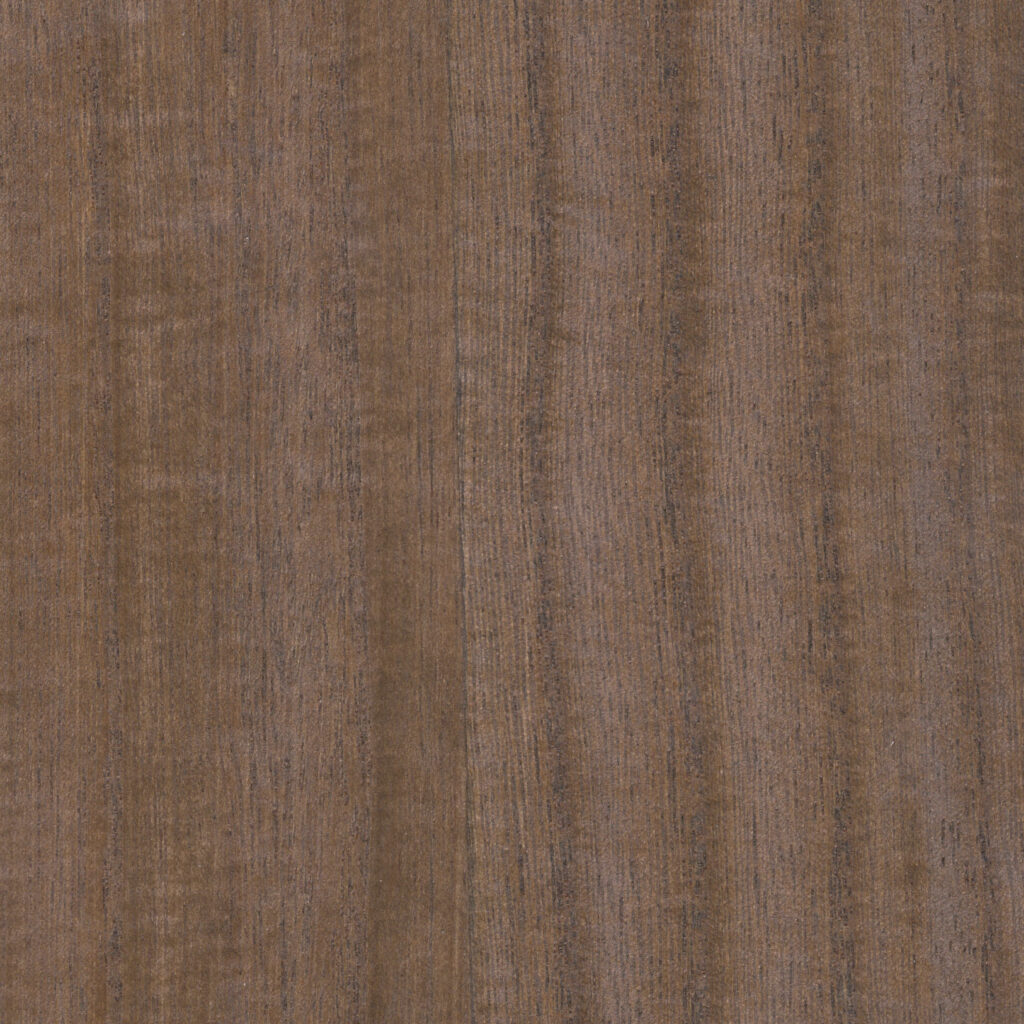 Paulonia EMPERADOR  07