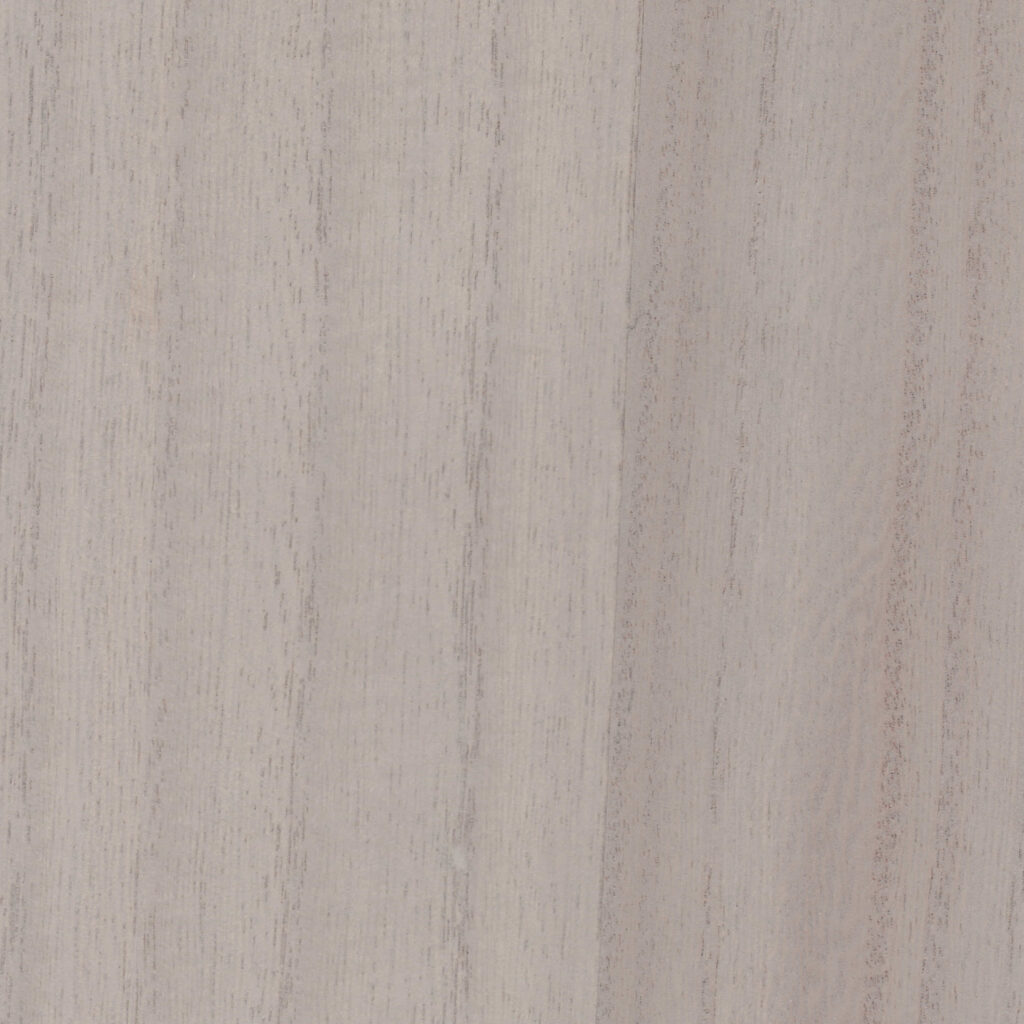 Paulonia LIGHT PURPLE 16