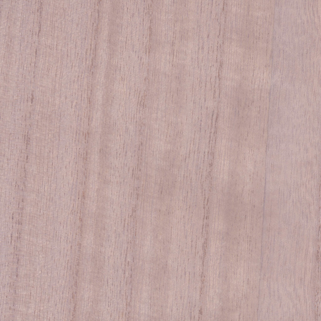 Paulonia DARK ASH 17